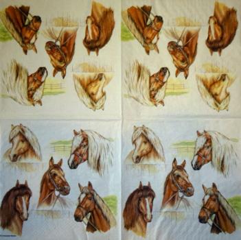 058 Horses (58) - CS
